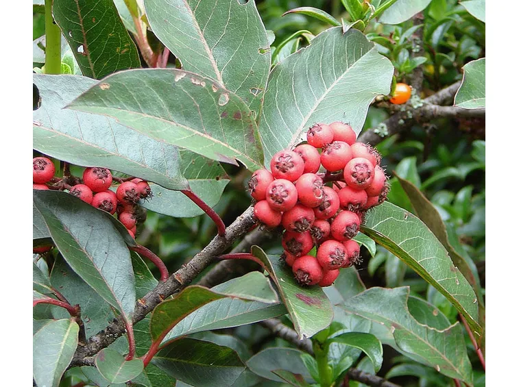 Germogli fotinia
