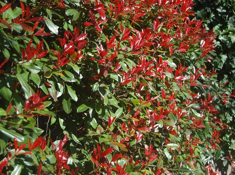 Piante ornamentali giardino