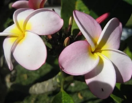 Fiori di frangipane