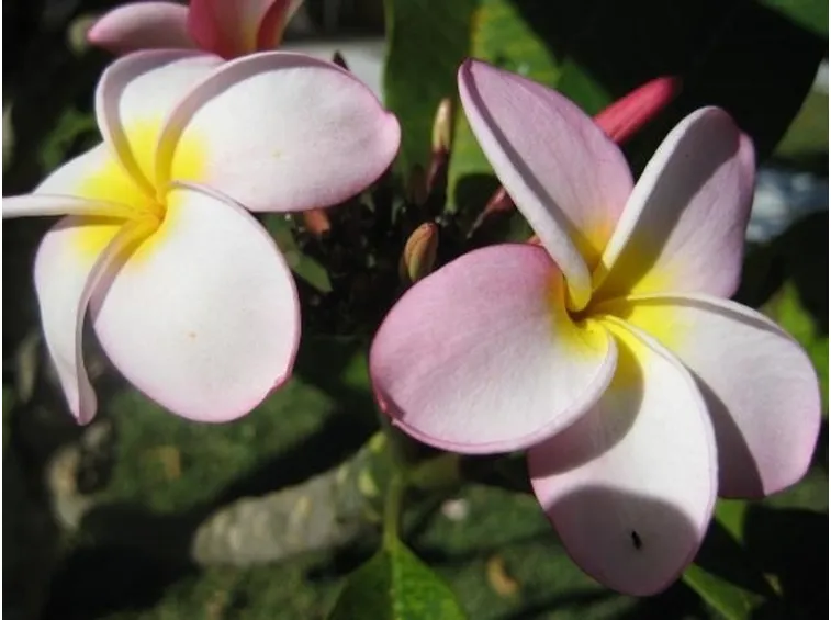 Fiori di frangipane