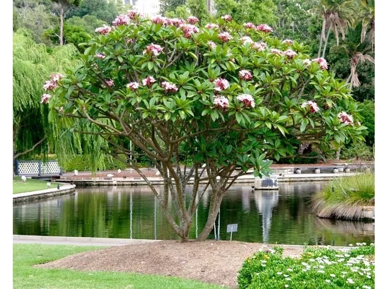 Un esemplare di plumeria ad alberello, tipico dei suoi paesi d'origine