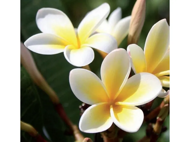 Un esempio di ghirlanda fatta con i fiori di frangipane