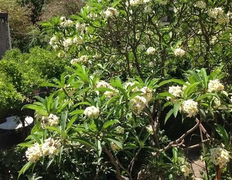 Una pianta frangipane dai fiori bianchi