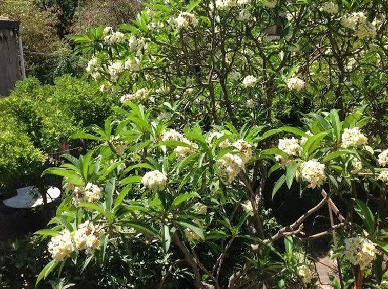 Una pianta frangipane dai fiori bianchi