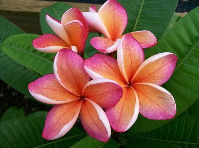 Dei fiori di frangipane dai colori sfumati