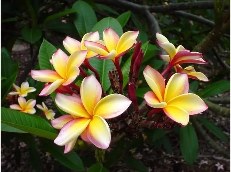 Un mazzetto di fiori che cresce sulla cima di un ramo di frangipane