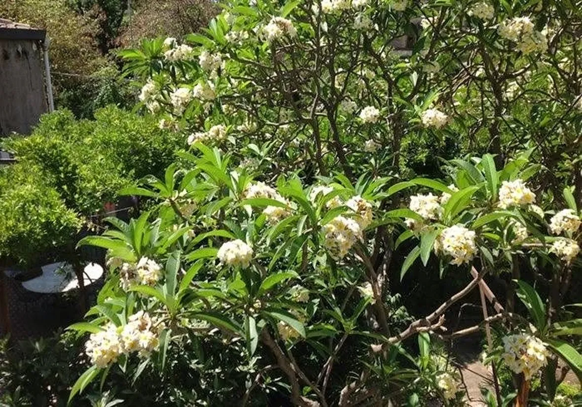 Una pianta frangipane dai fiori bianchi