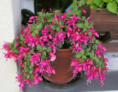Una pianta di fucsia