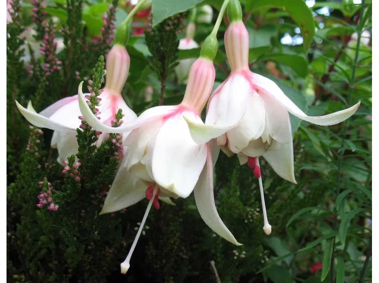 Un ibrido di fucsia dai petali bianchi