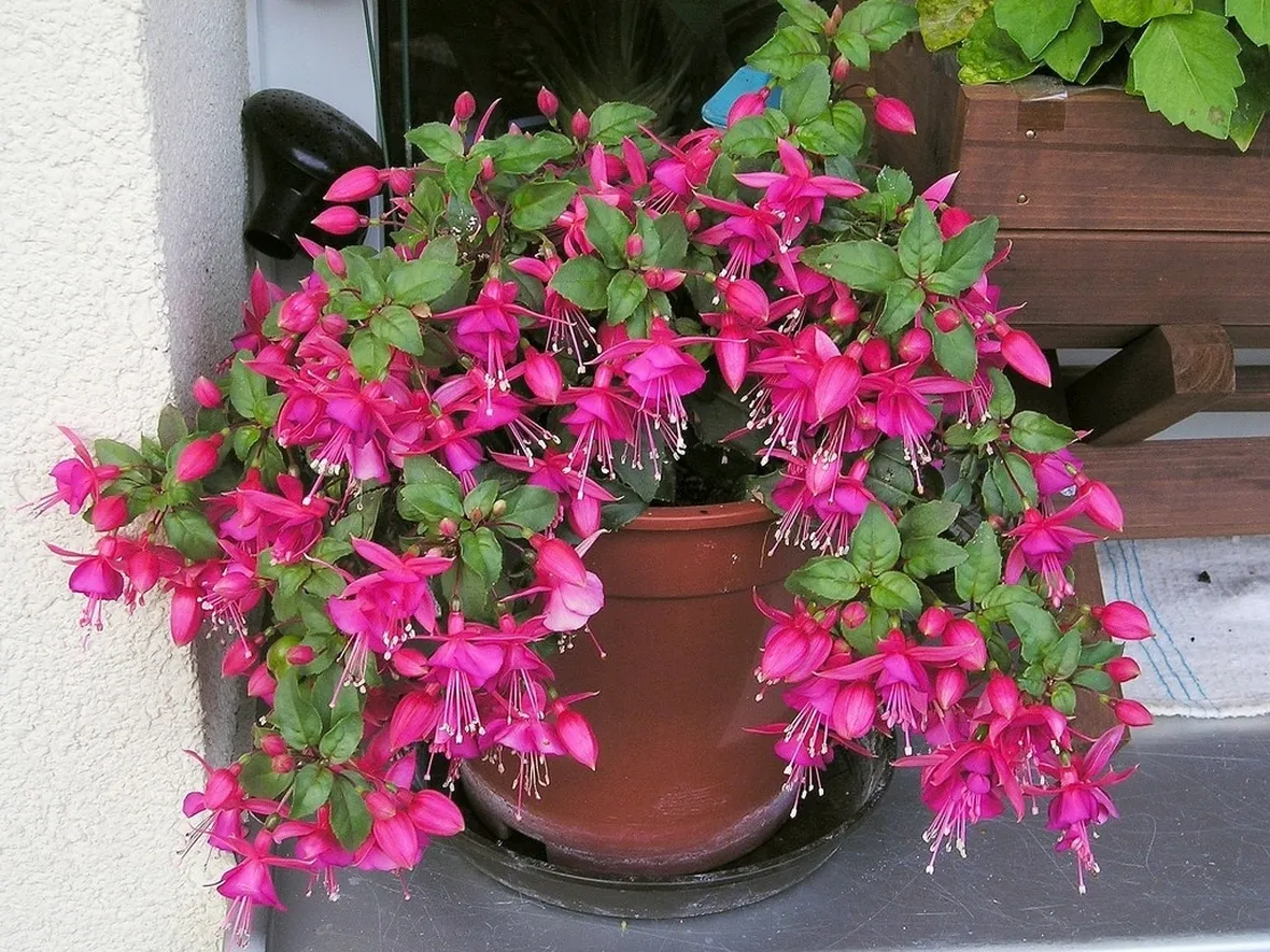 Una pianta di fucsia