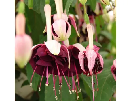 Fuchsia Velvet Crush