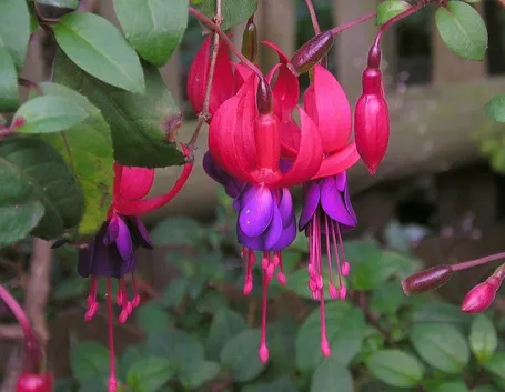 Fiori della pianta di Fucsia