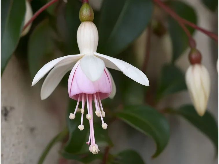 Fiori della pianta di Fucsia