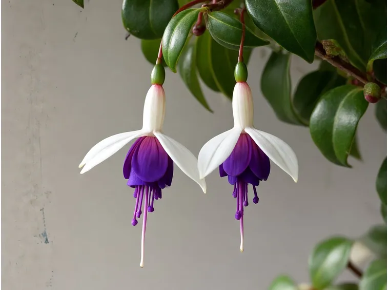Fiori e foglie di Fucsia