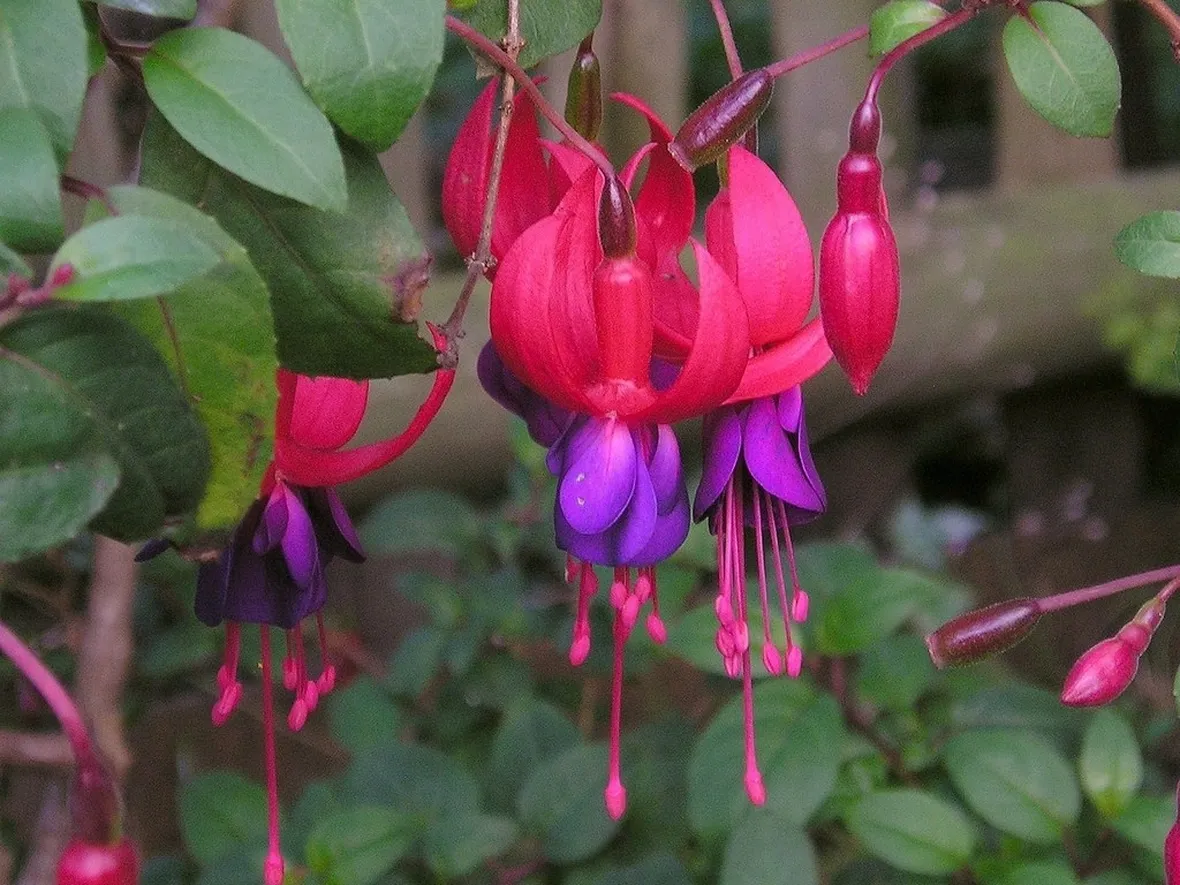 Fiori della pianta di Fucsia