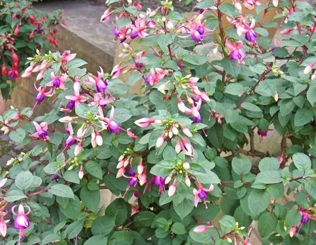 pianta di fucsia