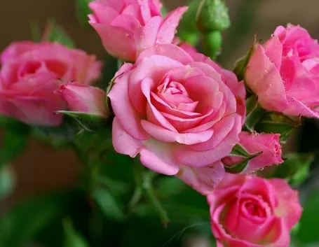 Rose fucsia