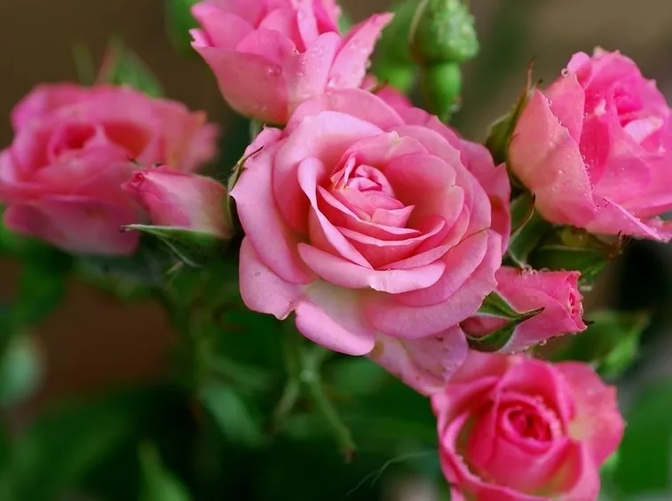 Rose fucsia