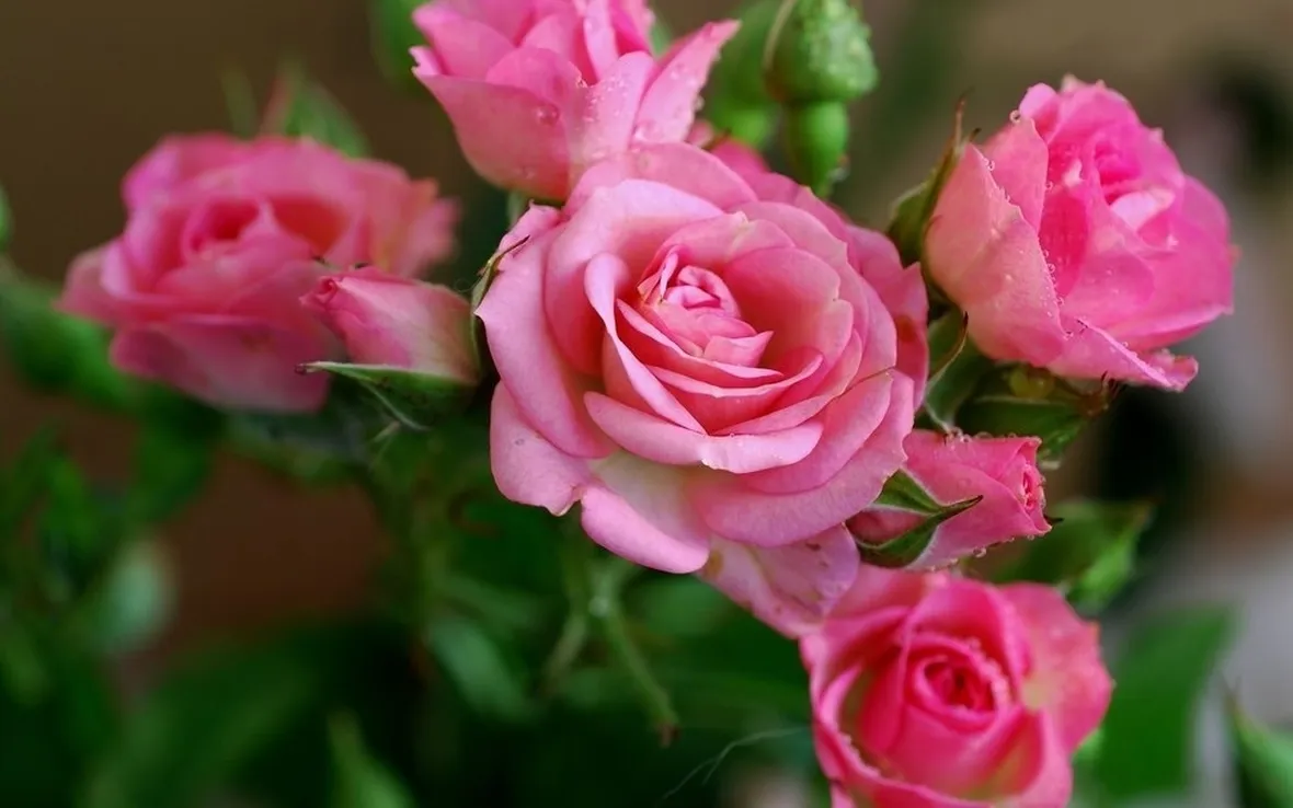 Rose fucsia