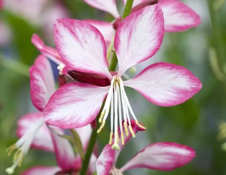 Gaura lindheimeri rosyjane