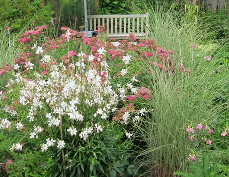 Gaura lindheimeri