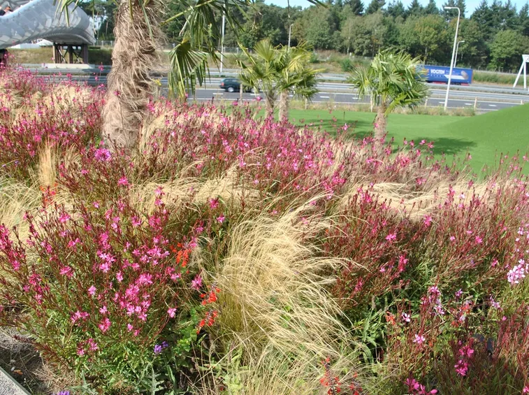 Gaura coccinea coltivazione