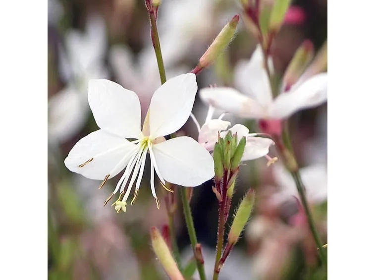Fiore pianta giardino
