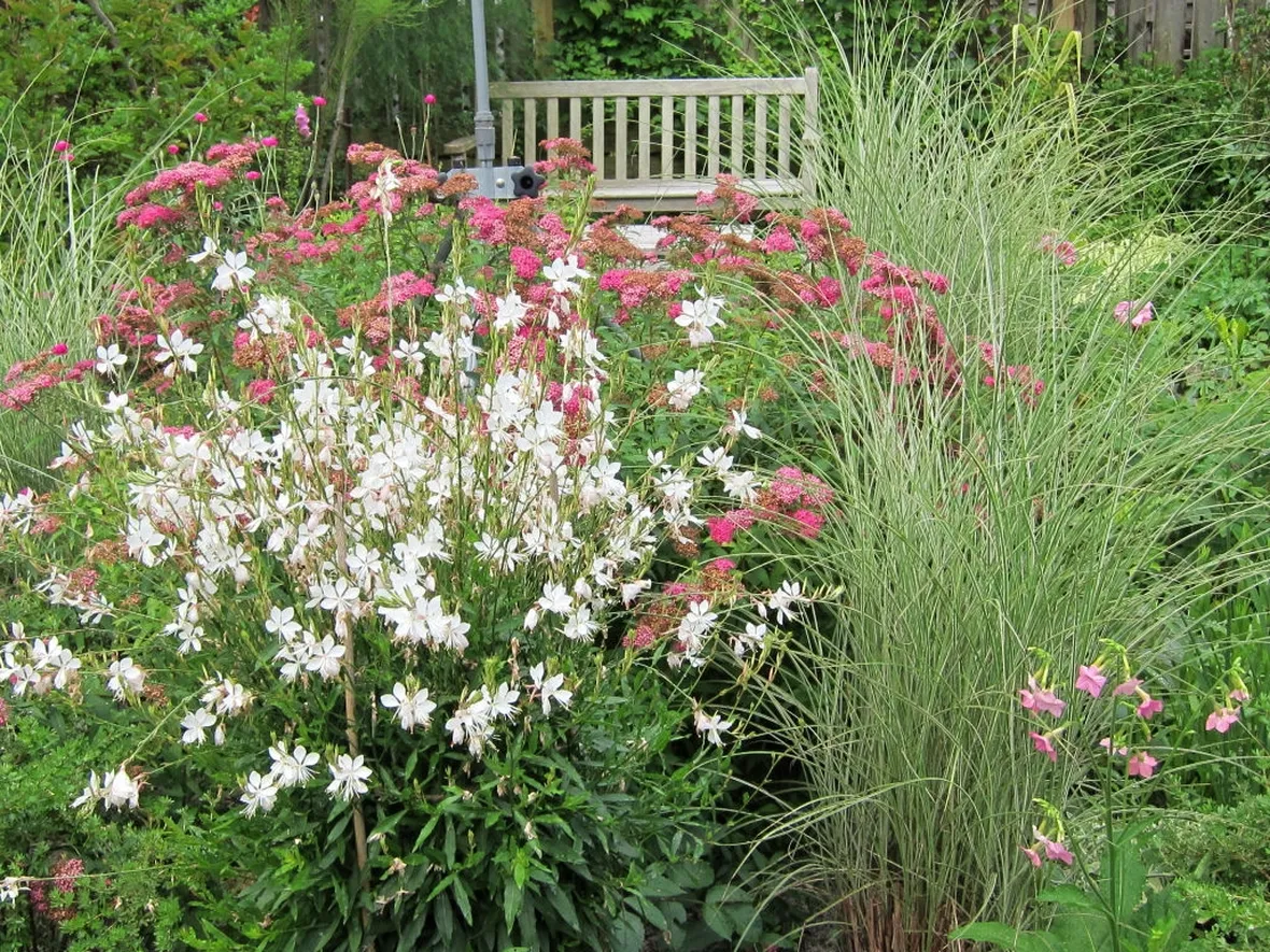 Gaura lindheimeri
