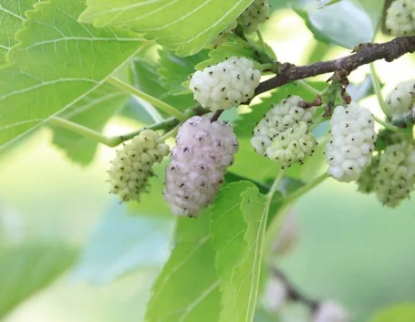 Gelso bianco