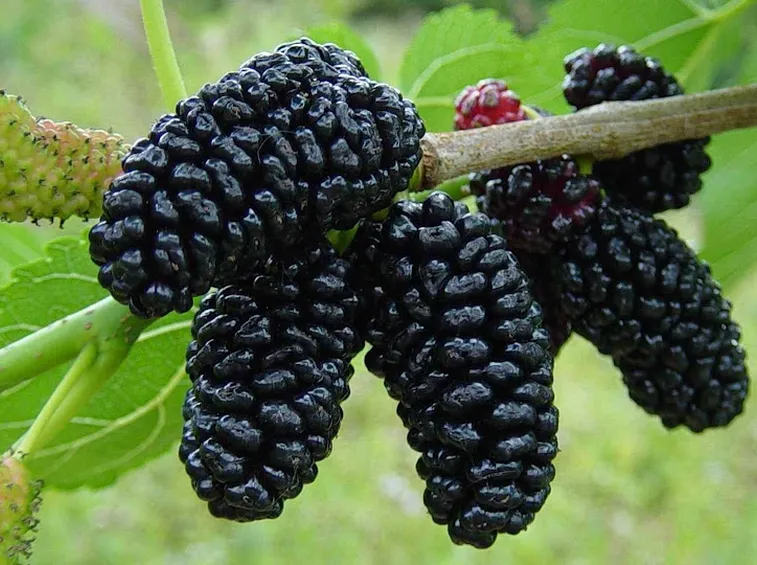 Gelso nero