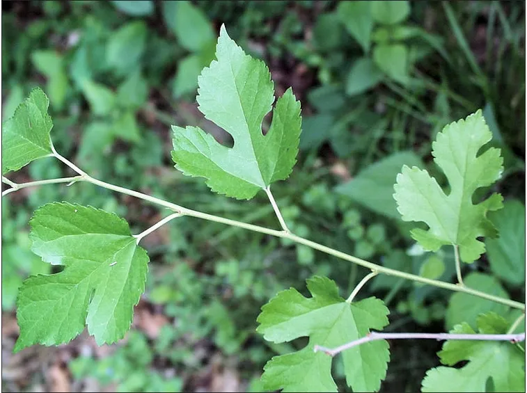 Foglie gelso