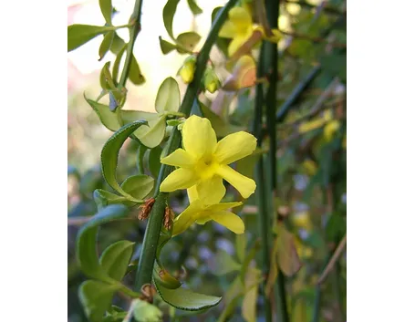 Ramo di Jasminum Nudiflorum nel tardo inverno
