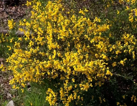 Pianta di ginestra