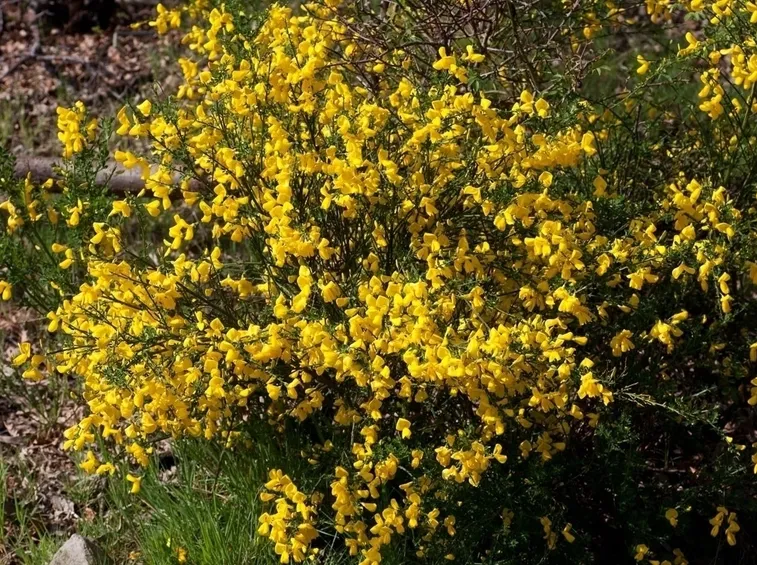 Pianta di ginestra