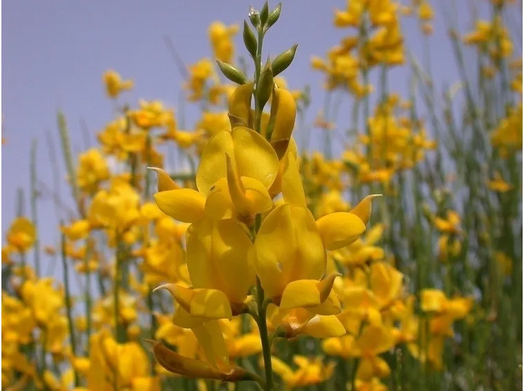 Fiore di Ginestra comune