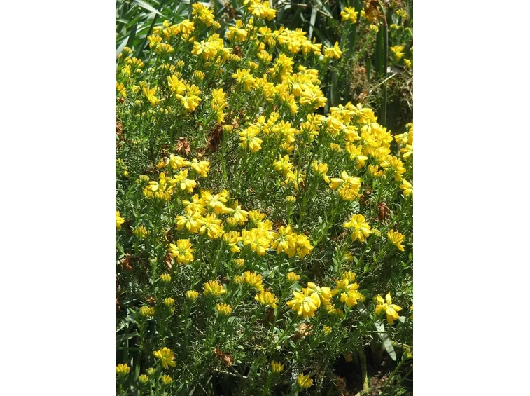 Ginestra spagnola