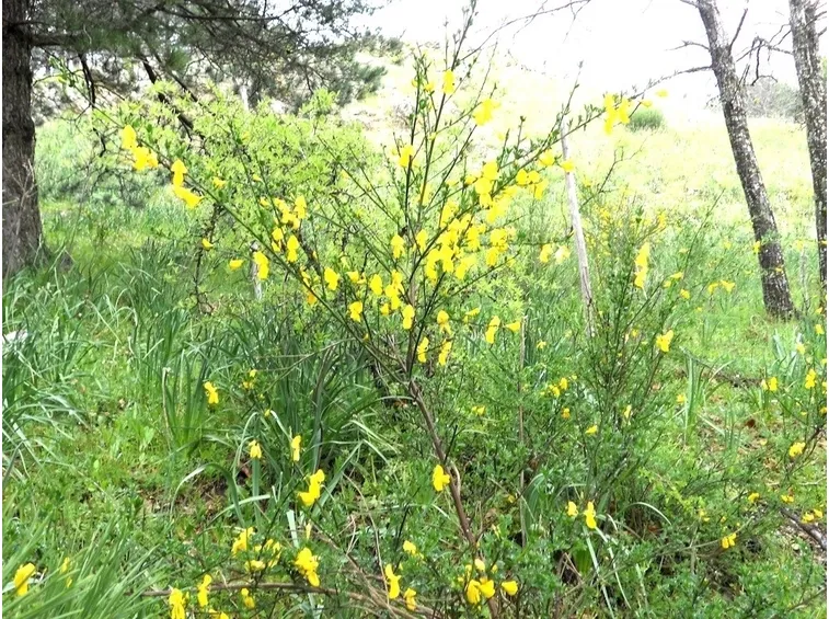 Ginestra