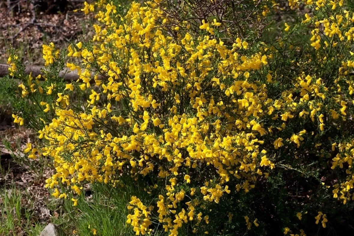 Pianta di ginestra