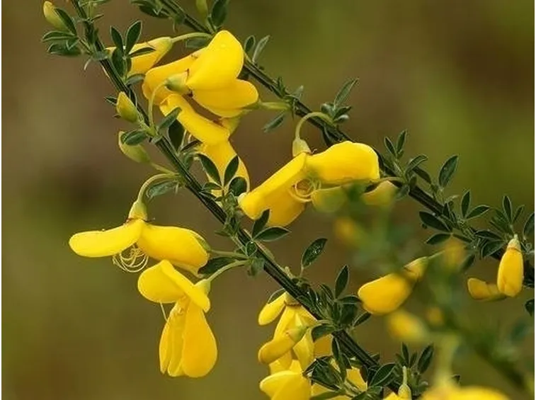 ginestra
