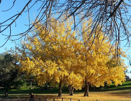 Alberi ginkgo biloba