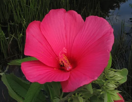 Hibiscus palustris