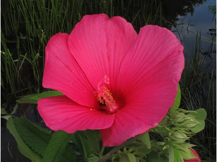 Hibiscus palustris