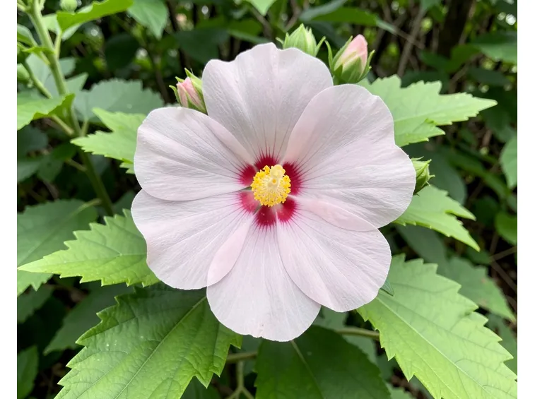 Ibisco fiore