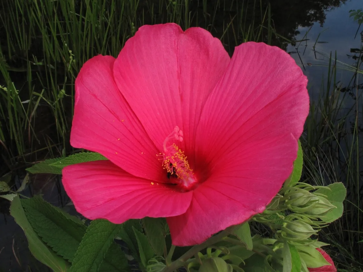 Hibiscus palustris