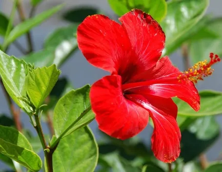 Il suggestivo fiore dell'hibiscus rosa sinensis