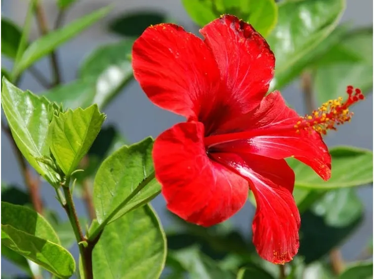 Il suggestivo fiore dell'hibiscus rosa sinensis