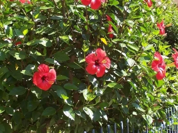 Un bellissimo cespuglio di hibiscus rosa sinensis