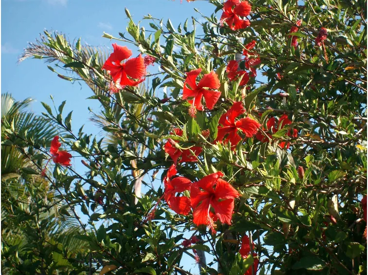 Rami fioriti di una pianta di hibiscus rosa sinensis