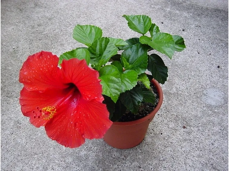 Una piantina di hibiscus rosa sinensis coltivata in vaso