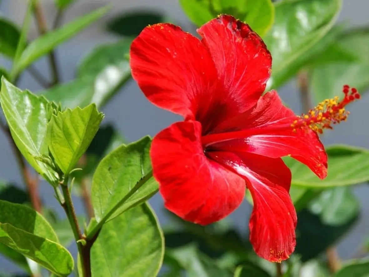 Il suggestivo fiore dell'hibiscus rosa sinensis